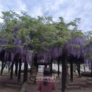 남창감나무집 이미지