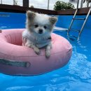 슈가몽 애견펜션 이미지