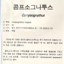 화성지질
