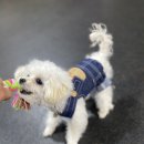 다나동물의료센터 이미지