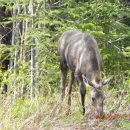 무스(Moose) 이미지