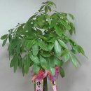 강우진 행정사 사무소 이미지