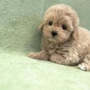 유어펫 일산본점 | 유어펫 일산본점에서 강아지와 고양이를 만나보세요! 🐶🐱