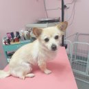 DOG LOVE WITH 란 이미지