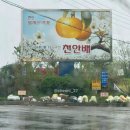 왕지마을회관 | 서울 근교 여행지 눈물의 여왕 촬영지 천안 배꽃마을 및 배꽃 개화시기