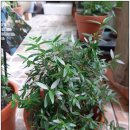 허브나무 이미지