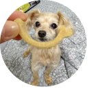 강아지랑나랑 | 강아지덴탈껌 노견간식 테일스마일 스마일츄 간식 후기