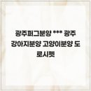 광주강아지분양 고양이분양 도로시펫 | 건강검진과 진단 광주퍼그분양 광주강아지분양 고양이분양 도로시펫