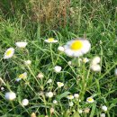 대천천1 이미지