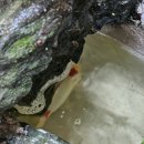 오늘도왁싱 이미지