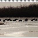 얼음위의 철새들 ^^ 이미지