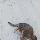 딩글딩글고양이 Daum카페