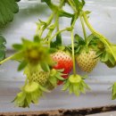 승현2농장 이미지