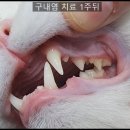 다정한동물메디컬센터 네이버블로그