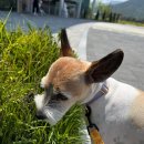 선샤인 반려견 유치원 이미지