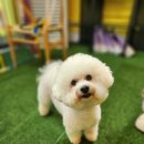 댕냥테라피 이미지