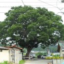 평안1리경로당 이미지