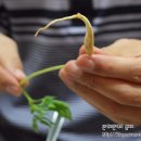 [대전 장어맛집] 둔산동 무한장어연구소