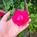 대유테크 | 240525_비료 고르기(배운거 써먹기)