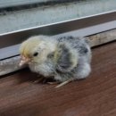 🐤✔️일요일 태어난 실버데스레이어와 슈*오. 이미지
