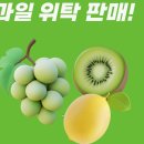 팜피디 | 신선한 과일 위탁판매로 시작하는 온라인 비즈니스: 사이클해커스 팜피디 강사님 강의 후기