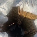 U.S 미군용 마닐라 샴 로프 (롤/마끼) 이미지