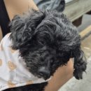 삼다가 | 소형견 강아지 급성췌장염 증상 및 동물병원 입원 치료 비용 후기