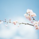 꽃송아리 이미지
