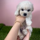 옥천동물병원 | 옥천강아지 화이트푸들 분양, 대전 동양 애견에서 만난 설레는 인연