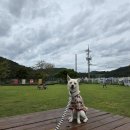 글램독통영 이미지