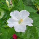 닭한마리영양탕 이미지