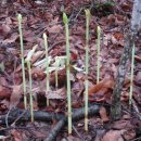 천마가스 이미지