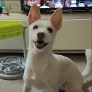 우리들동물종합병원 이미지