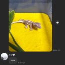 렙타일코리아 이미지