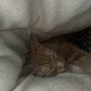 펫츠올동물의료원