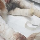 곰이 병원일기(심장병/쿠싱/모낭충)사진 주의