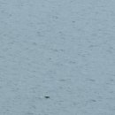 수곡2리(수달보호지역) | 7박 8일 알래스카 크루즈 후기 ④ : 대망의 &#39;글레이셔 베이&#39; &#39;글라치어 베이&#39; Glacier Bay