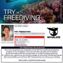 홈패션(초급B) | [프리다이빙] SSI Freediver 자격증 취득 과정 (LEVEL 2) 후기
