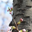 삼락벚꽃축제 2017.4.2 이미지