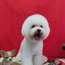 개린이미용실 이미지