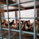 노란병아리 이미지