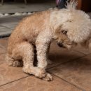 능곡동물병원 이미지