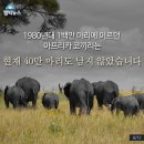 상아 이미지