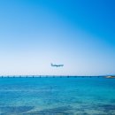 한국소프트서보시스템(주) | 오키나와 태교여행(1.24~27) 따뜻한 봄날씨, 포케, 국제거리 쇼핑, 블루씰 아이스크림