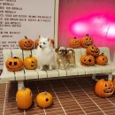 똥강아지네 | [부산기장군] 해 질 무렵, 칠암똥강아지에서 여유로운 시간