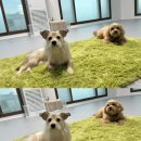 데이멍스 이미지