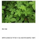 생태계 교란종 환삼덩굴에서 탈모 예방 효과 공식 확인 됨 이미지