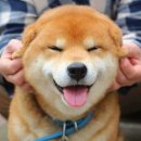중곡시장(중곡동) 분식 맛집 돼지네 떡볶이랑수제튀김