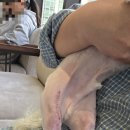 더본 외과동물의료센터 이미지