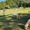 느티나무목장 이미지